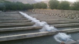 اسپلش پرورش ماهی