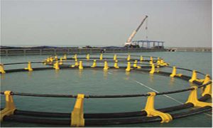 قیمت قفس ماهی